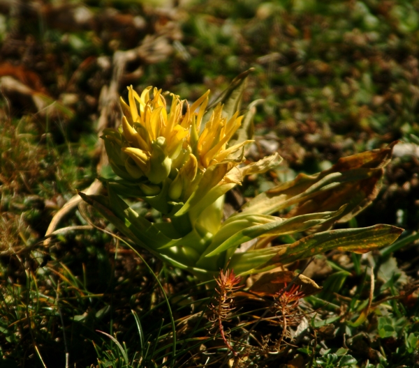 Gentiana lutea / Genziana maggiore